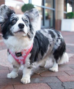 Cool Dolce Rose Dog Fabric Leash 12 » Pets Impress