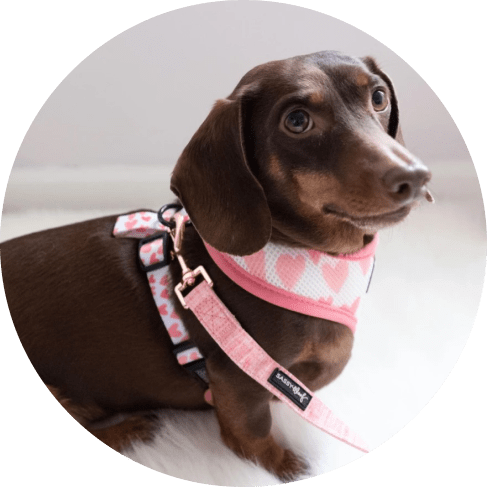 dolce rose dog fabric leash