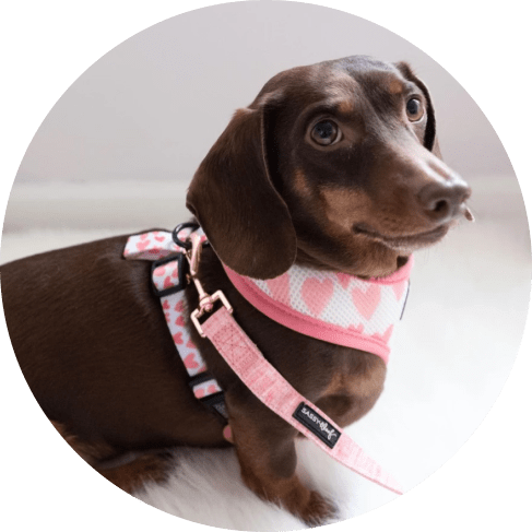 Mask Grkjhoup-min dolce rose dog fabric leash