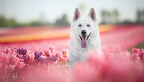 Rose Floral Dog Collar 13 » Pets Impress
