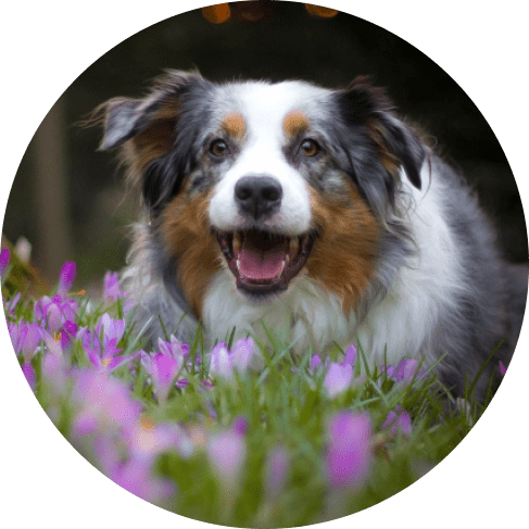 Rose Floral Dog Collar 12 » Pets Impress