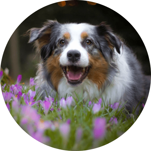 Group 1шшш01 Rose Floral Dog Collar 12 » Pets Impress