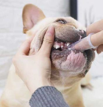 Dogs-Pets 1 Soft Finger Pet Toothbrush Set (3pcs) 21 » Pets Impress