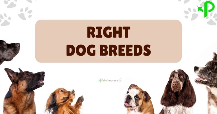 Choosing the Right Breed of Dog for Your Lifestyle - petsimpress.com