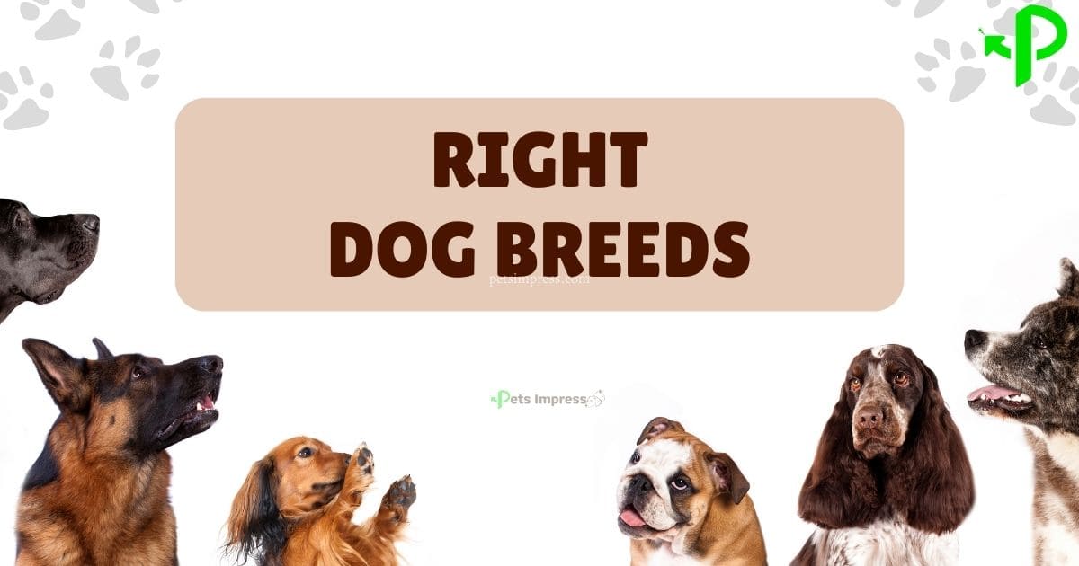 Choosing the Right Breed of Dog for Your Lifestyle - petsimpress.com