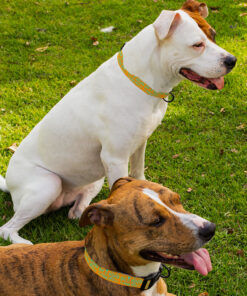 Life Is Better With Pets Pet Collar - Kawaii Dog Collar - Printed Dog Collar 9 » Pets Impress