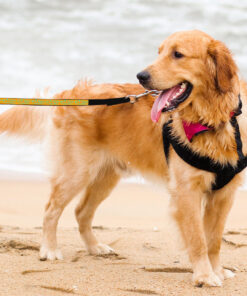 Life Is Better With Pets Pet Leash - Kawaii Leash - Printed Leash for Dogs 12 » Pets Impress