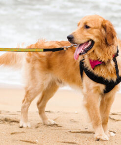 Life Is Better With Pets Pet Leash - Kawaii Leash - Printed Leash for Dogs 12 » Pets Impress