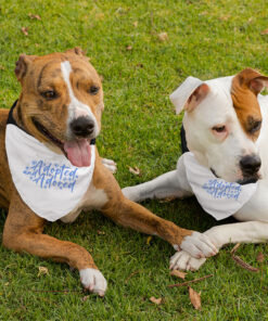 Trendy Pawsome Pet Scarf Collar 8 » Pets Impress