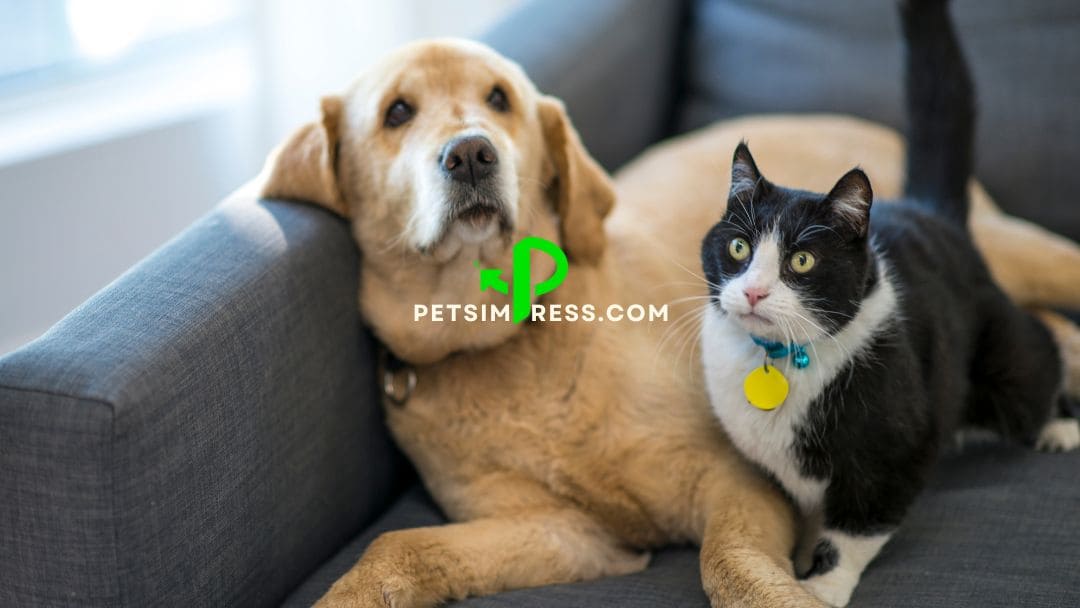 The Importance of and Neutering Your Pet