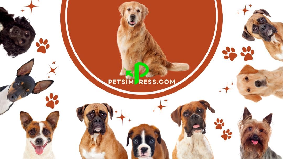Top 10 Most Popular Dog Breeds of 2023 1 » Pets Impress Top 10 Most Popular Dog Breeds of 2023
