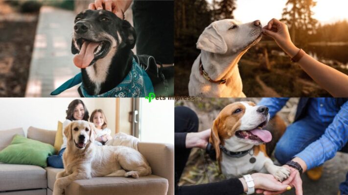Human-Dog Connection and Shared Experiences That Create Lasting Memories