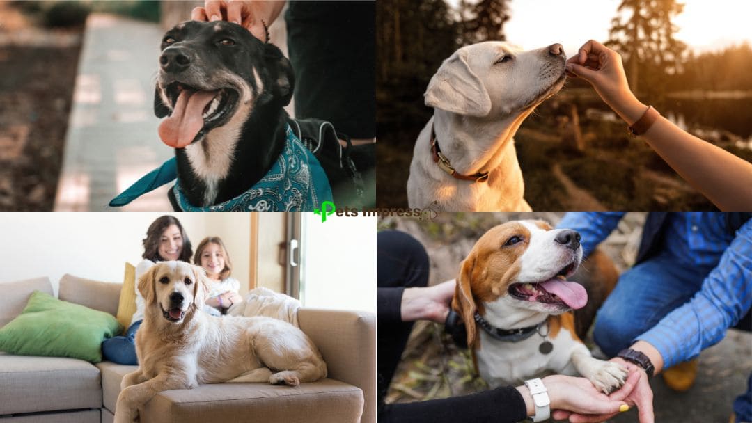 Human-Dog Connection and Shared Experiences That Create Lasting Memories