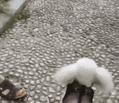 Premium Dog Jacket 24 &raquo; Pets Impress