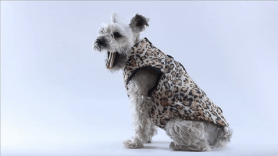 Premium Dog Jacket 27 » Pets Impress