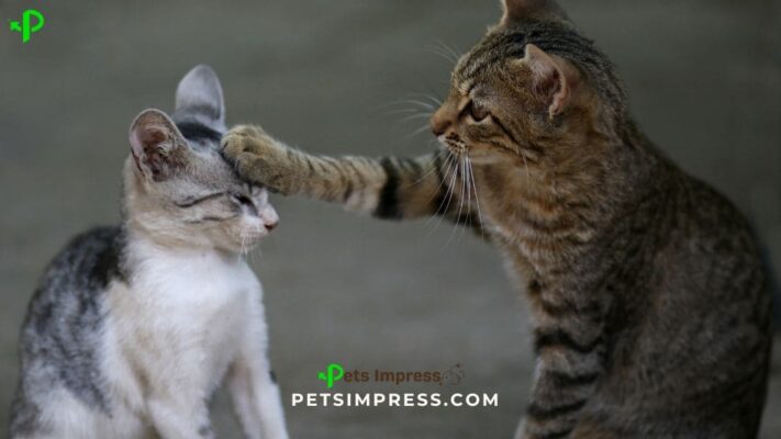 How to Stop Your Cat from Urinating in the House Effective Tips and Solutions