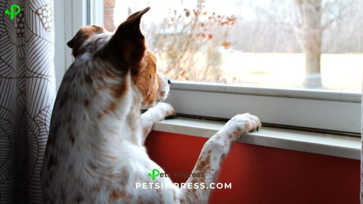 Stop Your Dog From Eating Poop Causes, Solutions & Training Tips