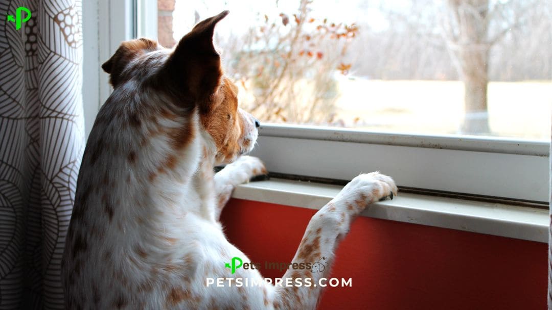 Stop Your Dog From Eating Poop Causes, Solutions & Training Tips