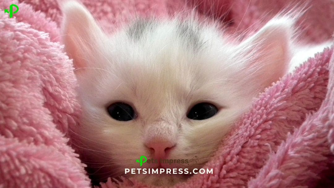 Stress-Free Introductions Guide to Bringing a Kitten Home to Your Adult Cat