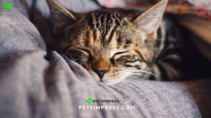 Understanding Cat Sleep Patterns How Much Do Cats Sleep