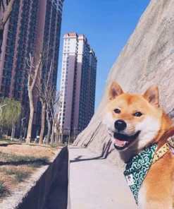 Chic Pet Bandana Collar 19 » Pets Impress Chic Pet Bandana Collar 18 » Pets Impress