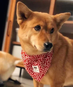 Chic Pet Bandana Collar 17 » Pets Impress Chic Pet Bandana Collar 16 » Pets Impress