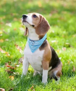 Adjustable PU Leather Pet Bandana Collar with Paisley Pattern for Dogs and Cats 11 » Pets Impress Adjustable PU Leather Pet Bandana Collar with Paisley Pattern for Dogs and Cats 10 » Pets Impress